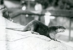 1913年8月、ロンドン動物園で小爪のカワウソ